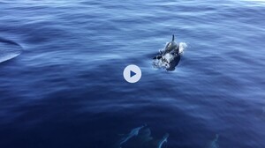 Dauphins golfe de Gascogne 