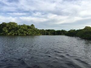 Mangrove &agrave; Cuba