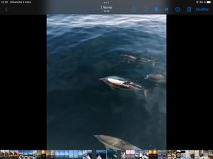Banc de dauphins en mer Alboran