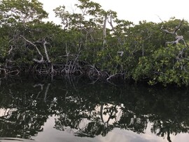 Convoyage voilier mangrove