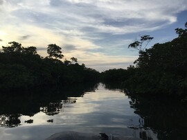 Mangrove de la L&eacute;na Cuba